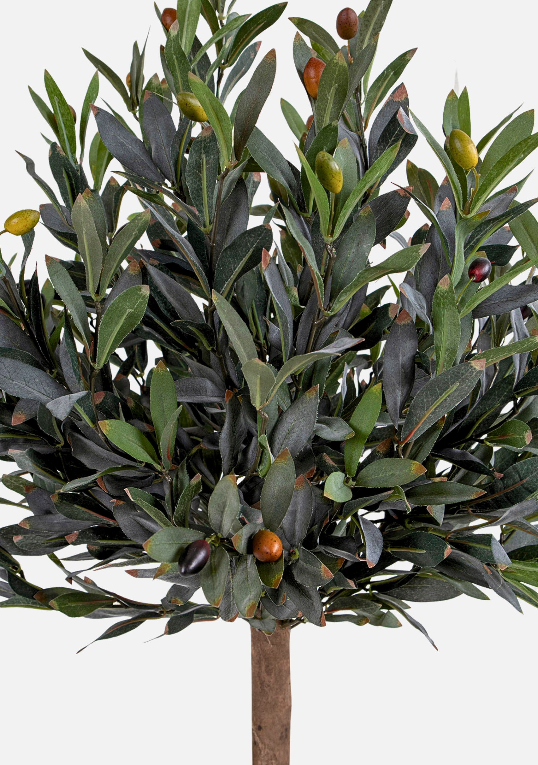 Olive Tree - Elara Maison