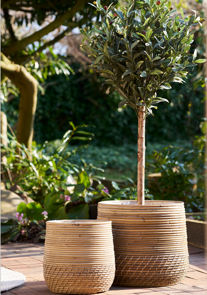 Olive Tree - Elara Maison