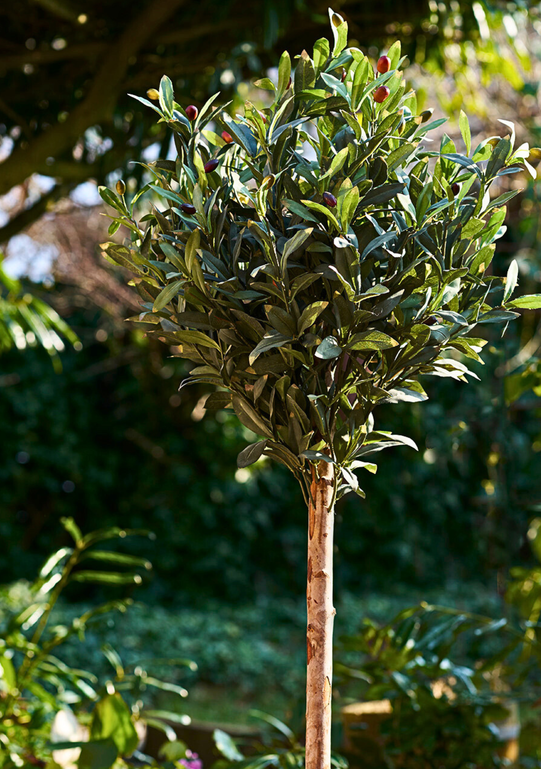 Olive Tree - Elara Maison