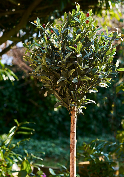 Olive Tree - Elara Maison
