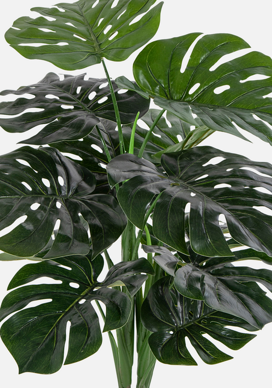 Monstera