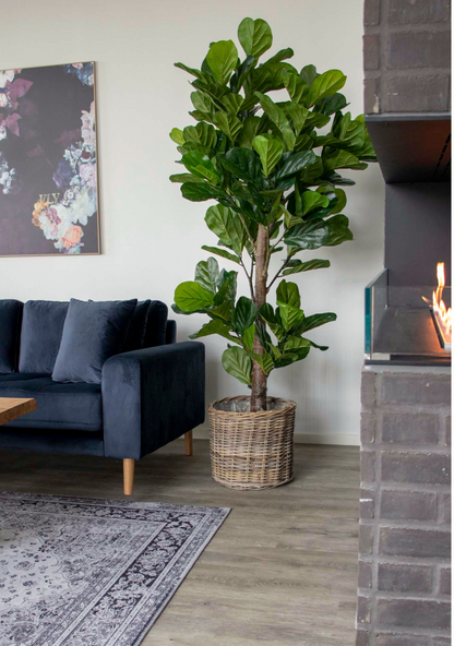 Fiddle Leaf Tree - Elara Maison