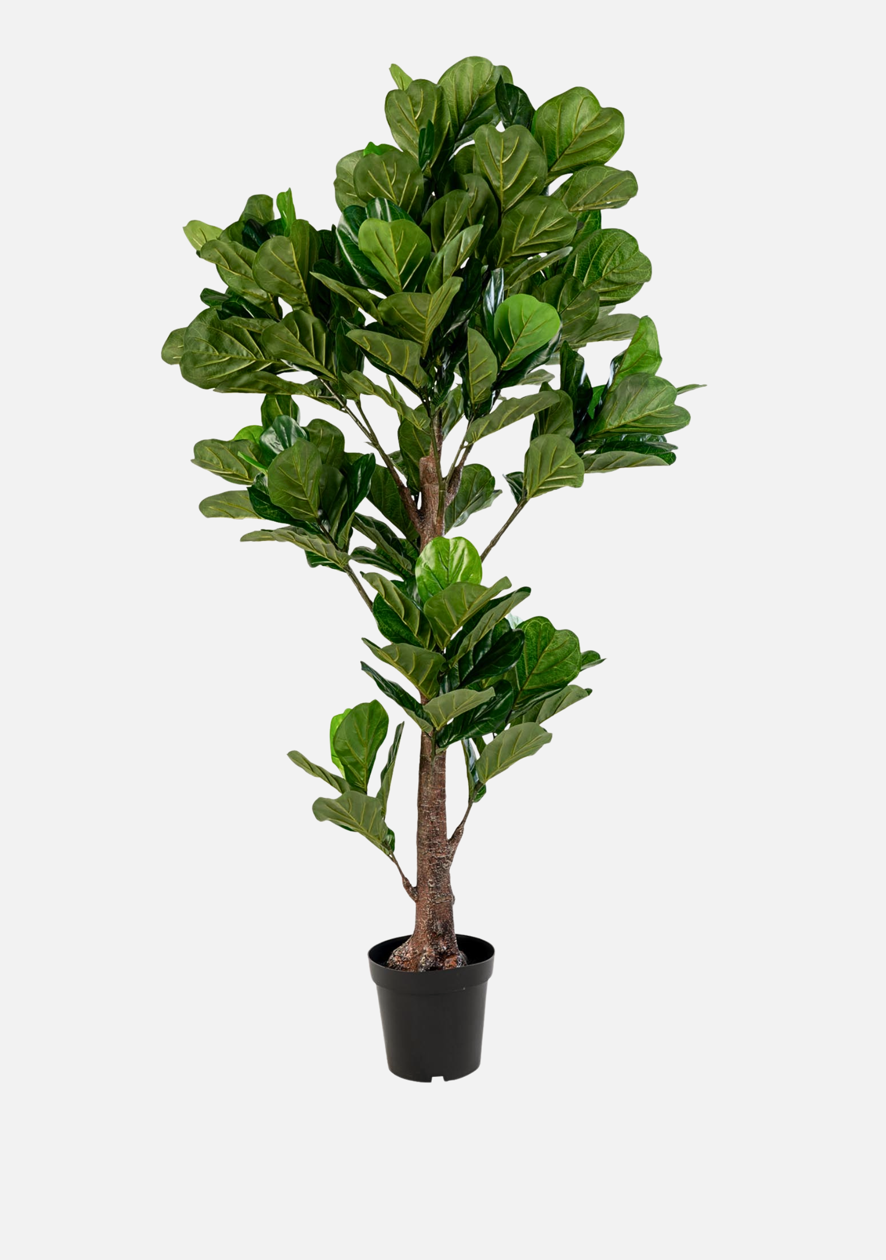 Fiddle Leaf Tree - Elara Maison