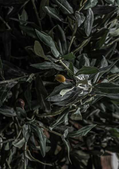 Olivo Statement Olive Tree – Green & Natural Wood - Elara Maison