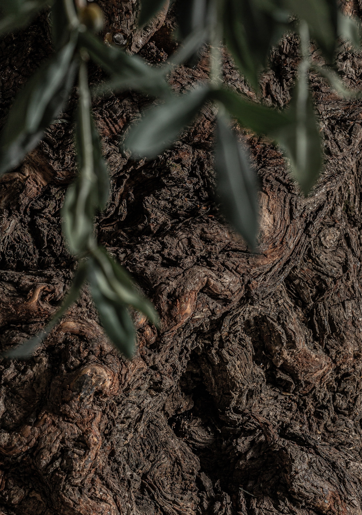 Olivo Statement Olive Tree – Green & Natural Wood - Elara Maison