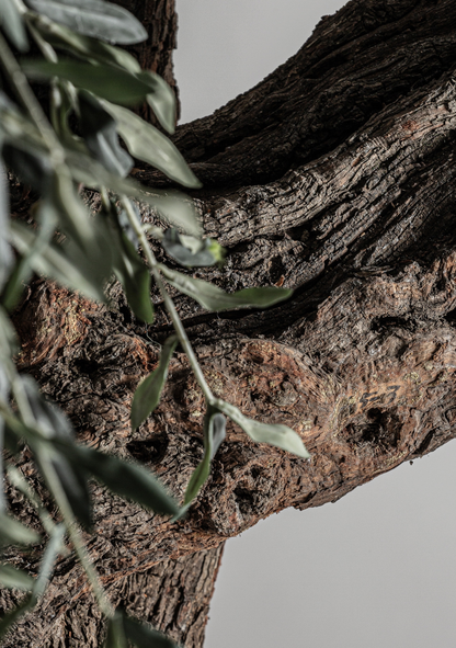 Olivo Statement Olive Tree – Green & Natural Wood - Elara Maison