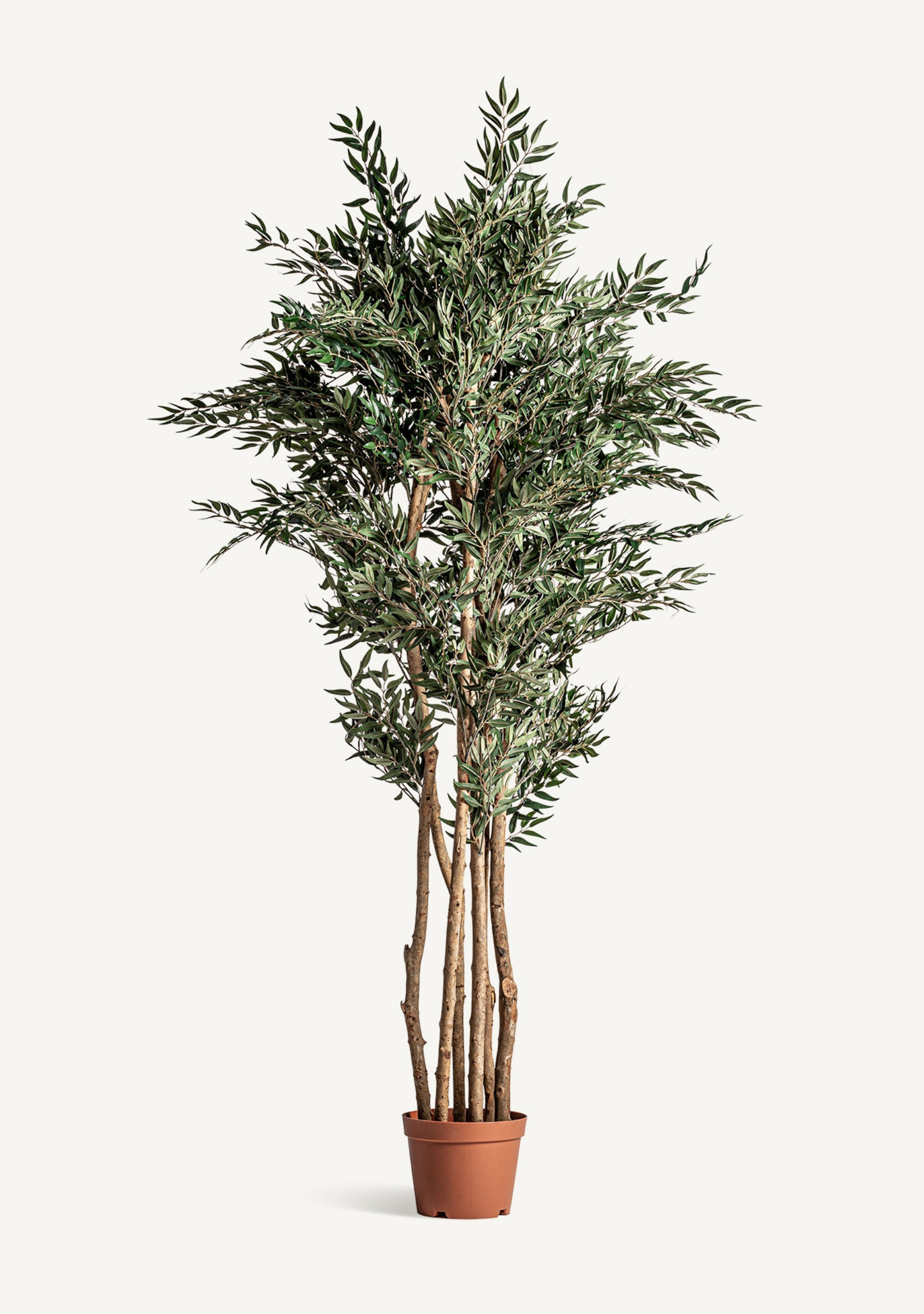 Olivo Mittelmeer-Olivenbaum – Grün 205 cm