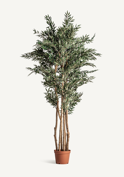 Olivo Mittelmeer-Olivenbaum – Grün 205 cm