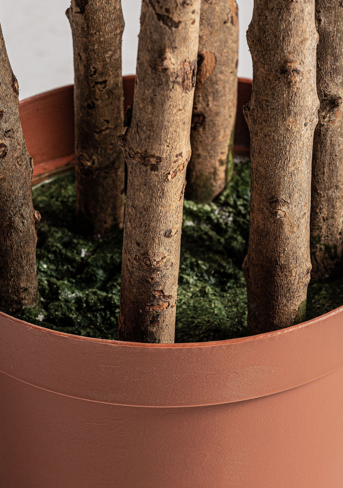 Olivo Mittelmeer-Olivenbaum – Grün 205 cm