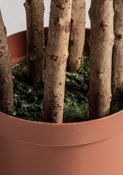 Olivo Mittelmeer-Olivenbaum – Grün 205 cm
