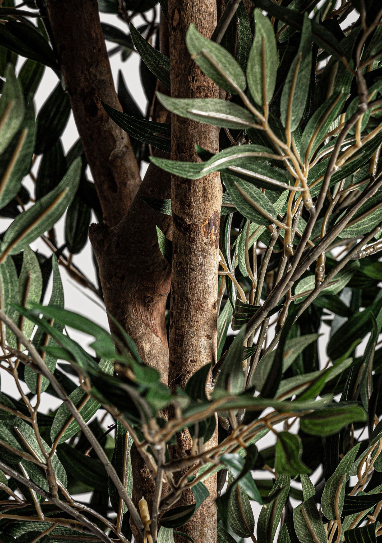 Olivo Mittelmeer-Olivenbaum – Grün 205 cm