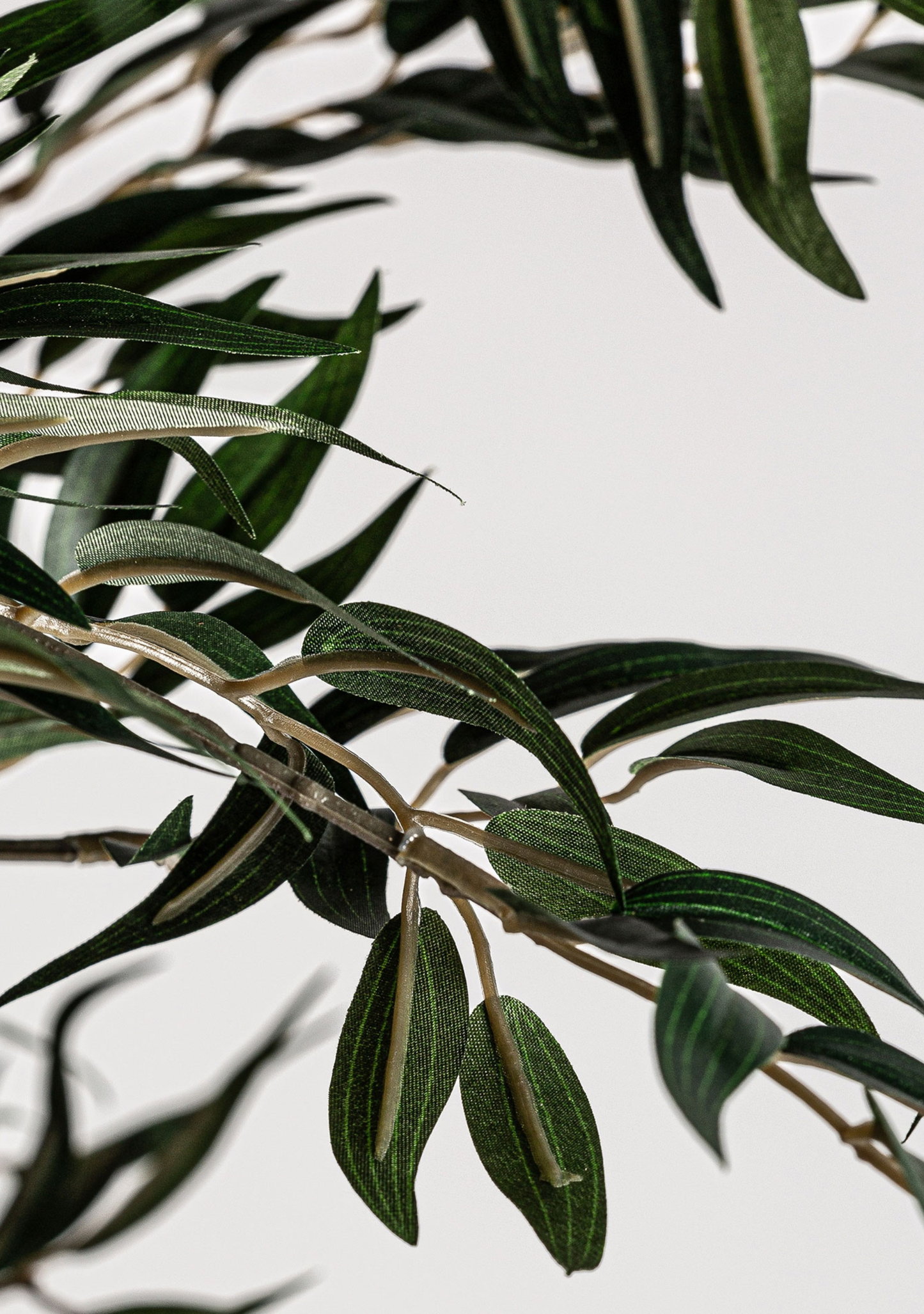 Olivo Mittelmeer-Olivenbaum – Grün 205 cm