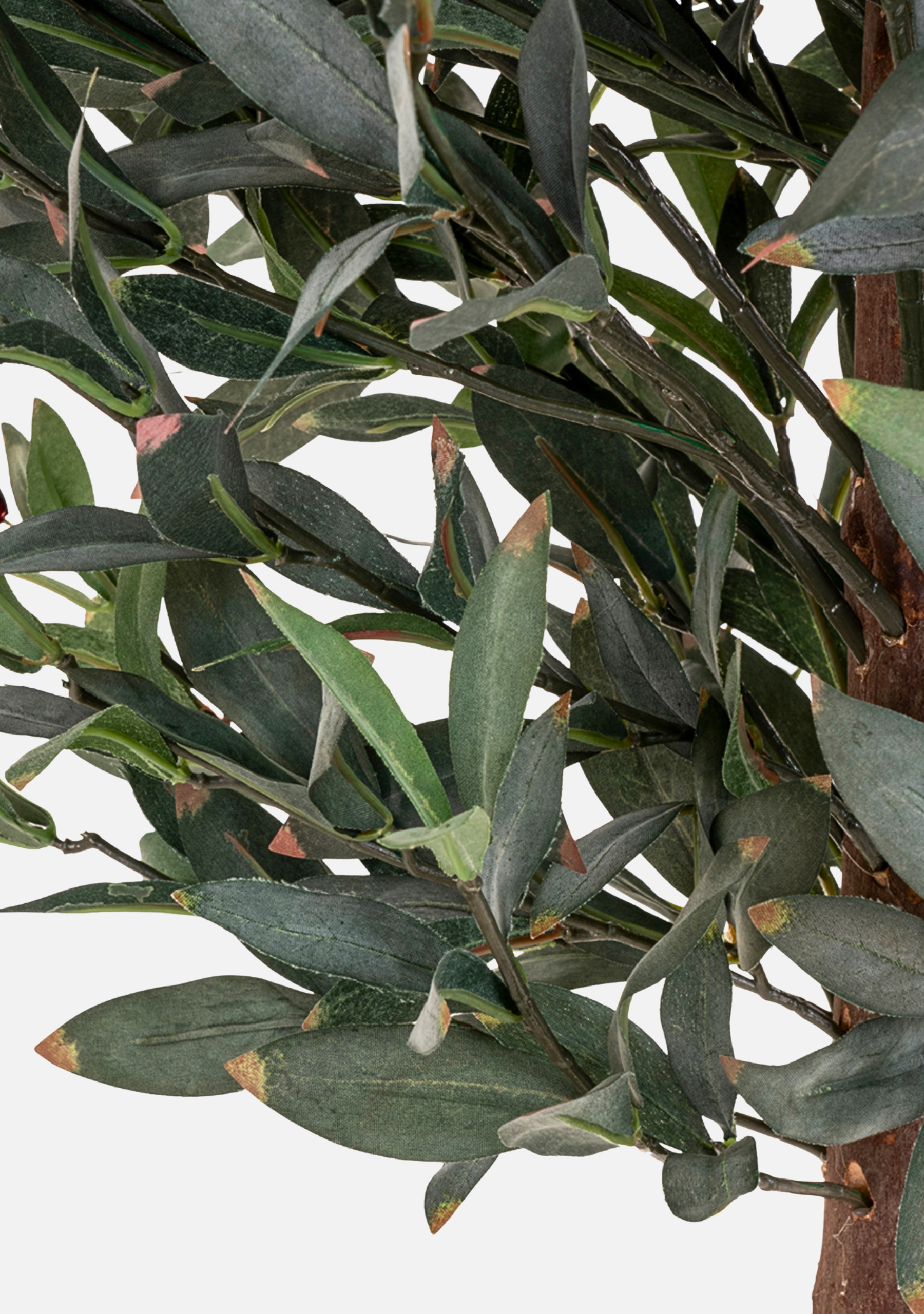 Olive Tree - Elara Maison