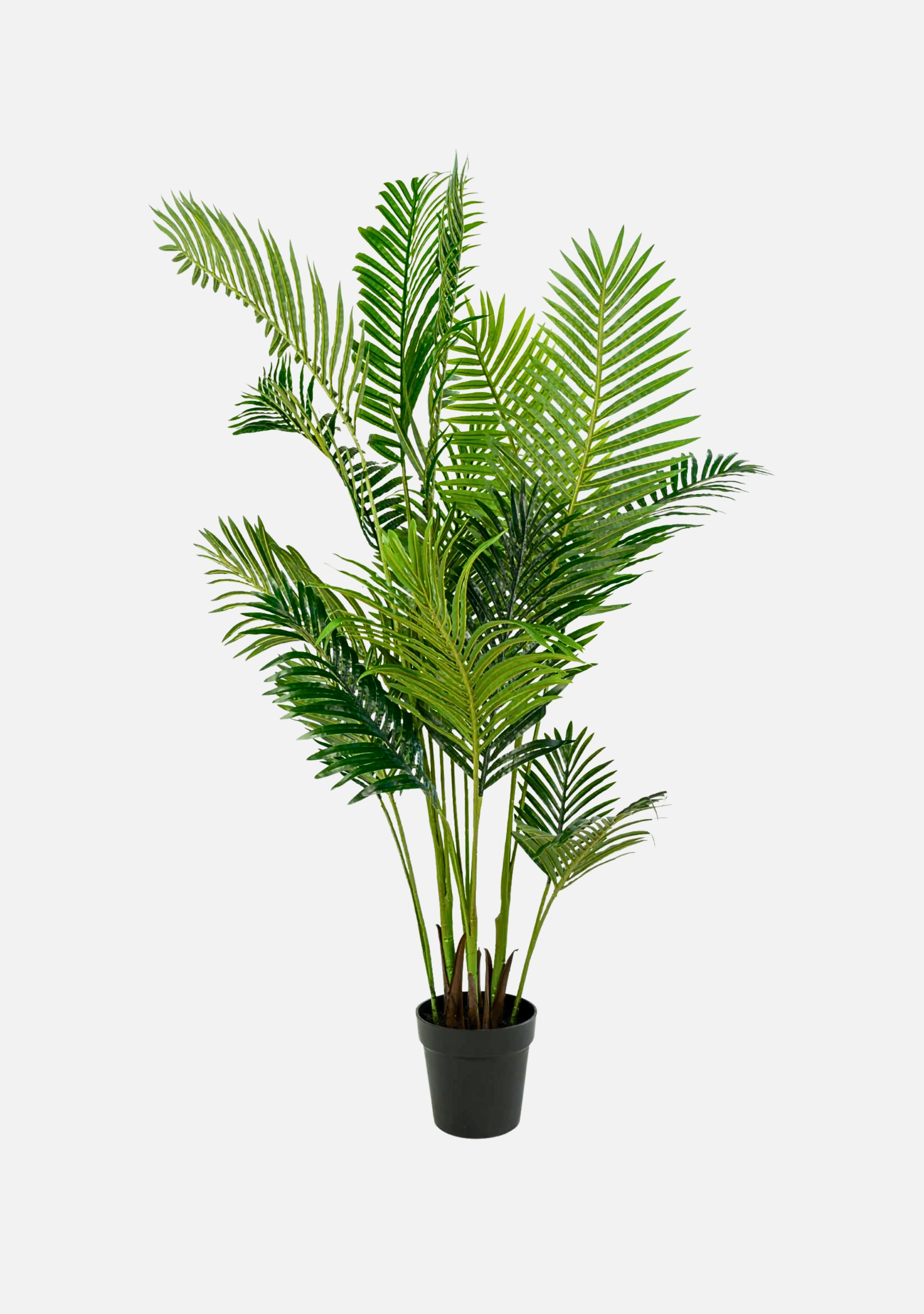 Areca Palm - Elara Maison