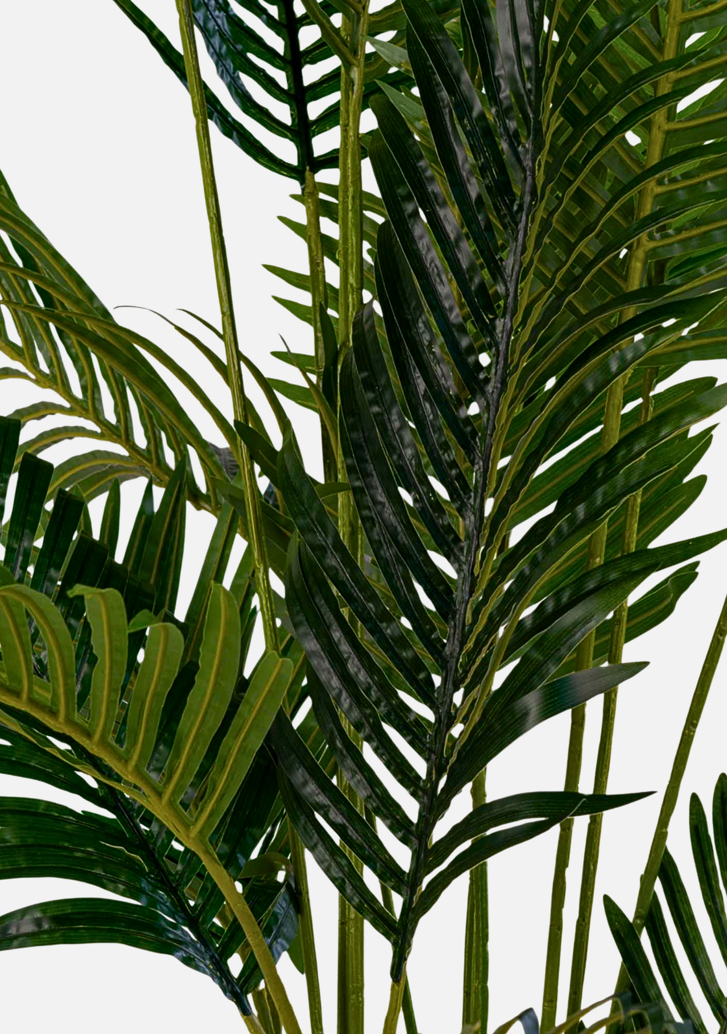 Areca Palm - Elara Maison