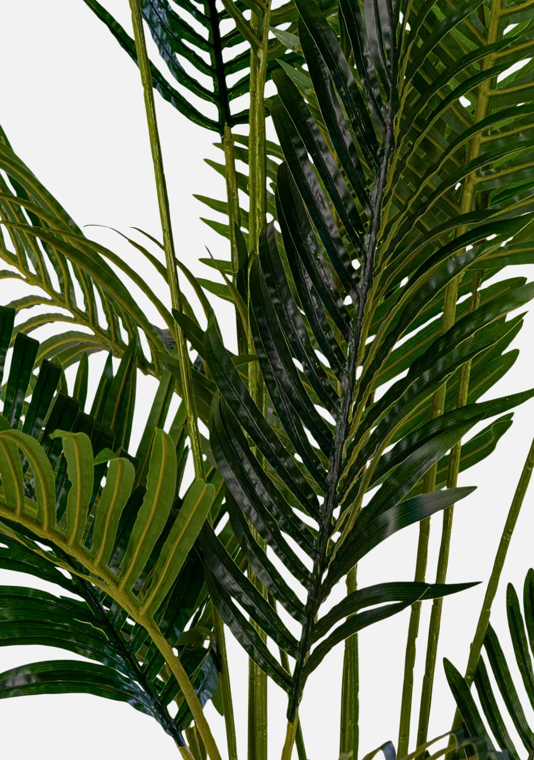 Areca Palm - Elara Maison