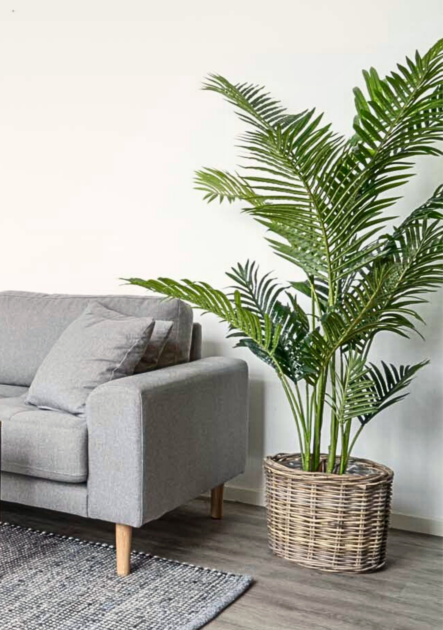Areca Palm - Elara Maison